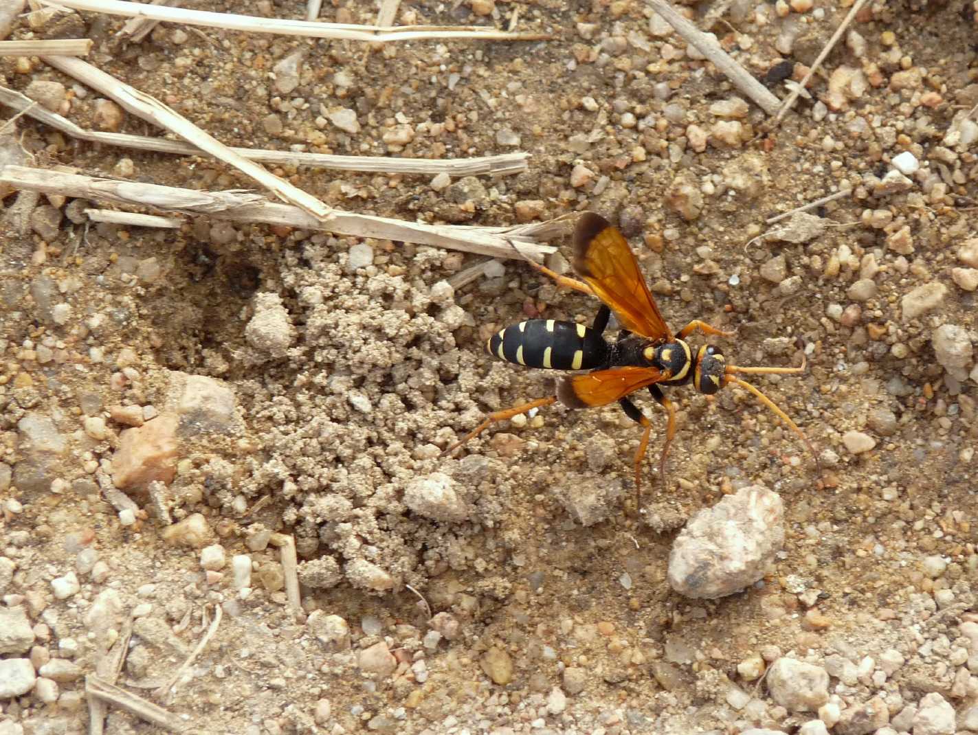 Batozonellus lacerticida al lavoro